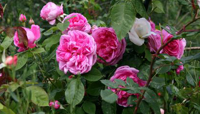 Gertrude Jekyll Photo: Camilla Hesby Johnsen